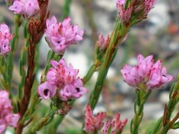 Erica articularis 